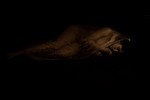 Sepia Tone portfolio